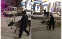 "Ест снег, не дают воду": в РФ хромого оленя заставляют катать сани с детьми (видео)