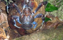 Гольфісти в Австралії зіткнулися з гігантським крабом і лишилися без ключки (відео)