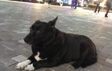 У Києві зникла собачка-талісман Оболонської РДА: її знайшли через 10 днів у дивному місці