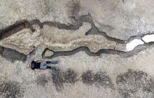 Ученые раскопали гигантский скелет вымершего морского чудовища: впечатляющие фото