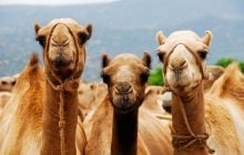 В ОАЭ назвали причину гибели верблюдов и черепах