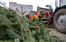 В Киеве вдвое увеличили количество пунктов приема на утилизацию новогодних елок: адреса
