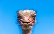 В Китае более 80 сбежавших страусов устроили забег по улицам города (видео)