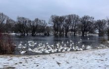 Под Львовом погибли четыре лебедя, спасатели указывают на местных: "Хлеб – яд"