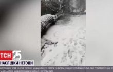 Женщину едва не раздавило: на Львовщине из-за непогоды упало огромное дерево (видео)
