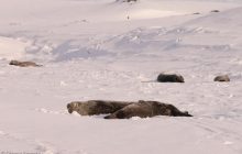 "Звуки бластеров "Звездных войн": украинские полярники записали "песни" тюленей (видео)