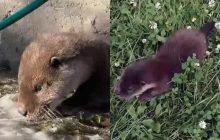 На Рівненщині люди врятували маленьку видру: хижак виріс, йому шукають новий дім (відео)