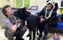 Волонтери у Києві шукають новий дім собаці, який 5 днів охороняв померлого власника (фото)