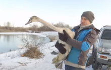 Знесилів та вмирав: волонтер 20 днів виходжував лебедя із запаленням легенів (відео)