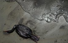 Разлив нефти из-за вулкана стал одним из крупнейших экоцидов для Перу (фоторепортаж)