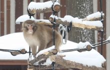 Зимние игры: в харьковском зоопарке устроили снежный квест для макак (видео)