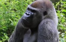 В США умер самый старый в мире самец гориллы: Оззи тосковал по своей возлюбленной (видео)