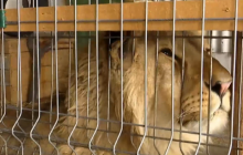 Месяцами держал в страхе село: льва из Прикарпатья отдадут в приют (видео)