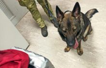 У "Борисполі" собака спіймав ділків з майже 2 тисячами наркопігулок (відео)