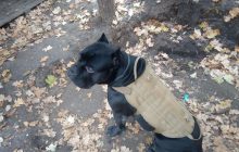 Прийшов на трьох: пес-розвідник відгриз собі лапу і втік від окупантів на Донбасі (фото)