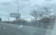 На жвавому проспекті Києва помітили крилатого "пішохода": з'явилося курйозне відео