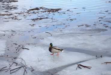 В Україні починають замерзати річки: синоптики оголосили попередження (карта)