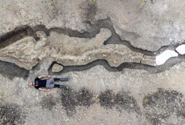Вчені розкопали гігантський скелет вимерлого морського чудовиська: дивовижні фото