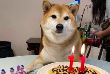 С пирогом и отбивной: пес Чимс из мемов отпраздновал день рождения (фото)