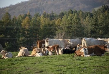 Коров оставили одних на острове Аляски: через поколения их ДНК озадачила ученых