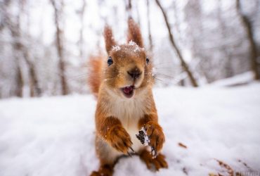 Вихідні дні лютого 2022: що відзначаємо і скільки відпочиваємо в цьому місяці