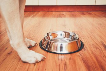 Ветеринары назвали 7 токсичных продуктов, которыми нельзя кормить собак