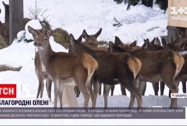 Український фермер купив близько сотні оленів з усього світу для карпатських лісів