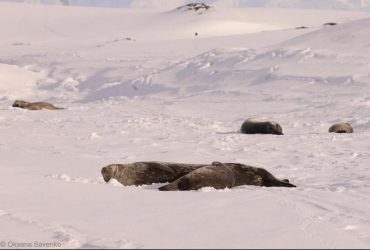 Звуки бластерів Зоряних воєн: українські полярники записали пісні тюленів (відео)