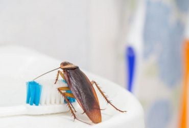 Как избавиться от тараканов раз и навсегда: самые эффективные средства