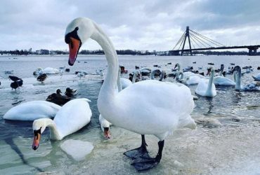 Киян просять не підгодовувати диких лебедів у столичному парку Наталка (фоторепортаж)