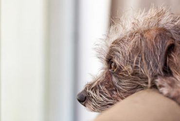 В Одесской области парень отомстил соседке, распилив пилой 5 щенков