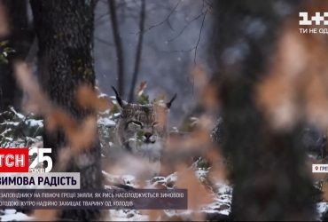 В заповеднике в Греции рысь радовалась мощной метели