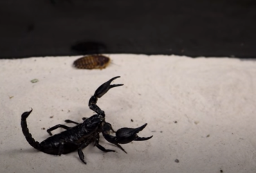 Заповз у валізу: туристи випадково привезли з Коста-Рики отруйну істоту