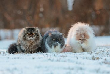 В Україну мчить похолодання зі снігом: синоптик Діденко вразила прогнозом