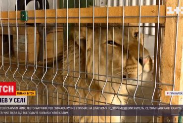 В прикарпатской деревне живет полуторагодовалый лев