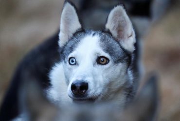 Коли вакцинувати собаку: не пропустіть ці щеплення