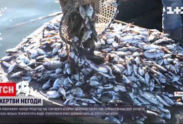 Из-за мощного снежного шторма в Греции погибли тысячи рыб