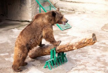 У зоопарку Ташкента маленька дівчинка опинилася у вольєрі з ведмедем