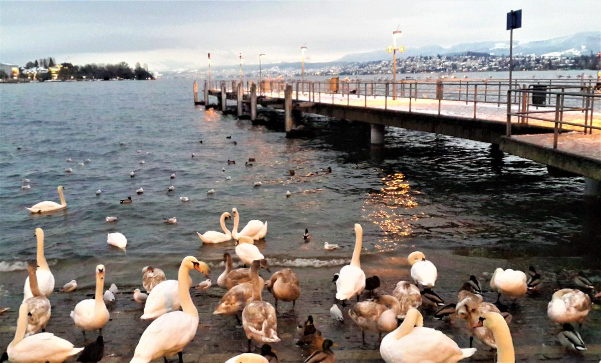 Лебеди на Цюрихском озере / фото Марина Григоренко