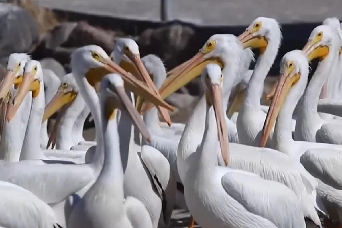 Тисячі пеліканів збираються біля водоймищ, де вони шукають їжу /скриншот з відео