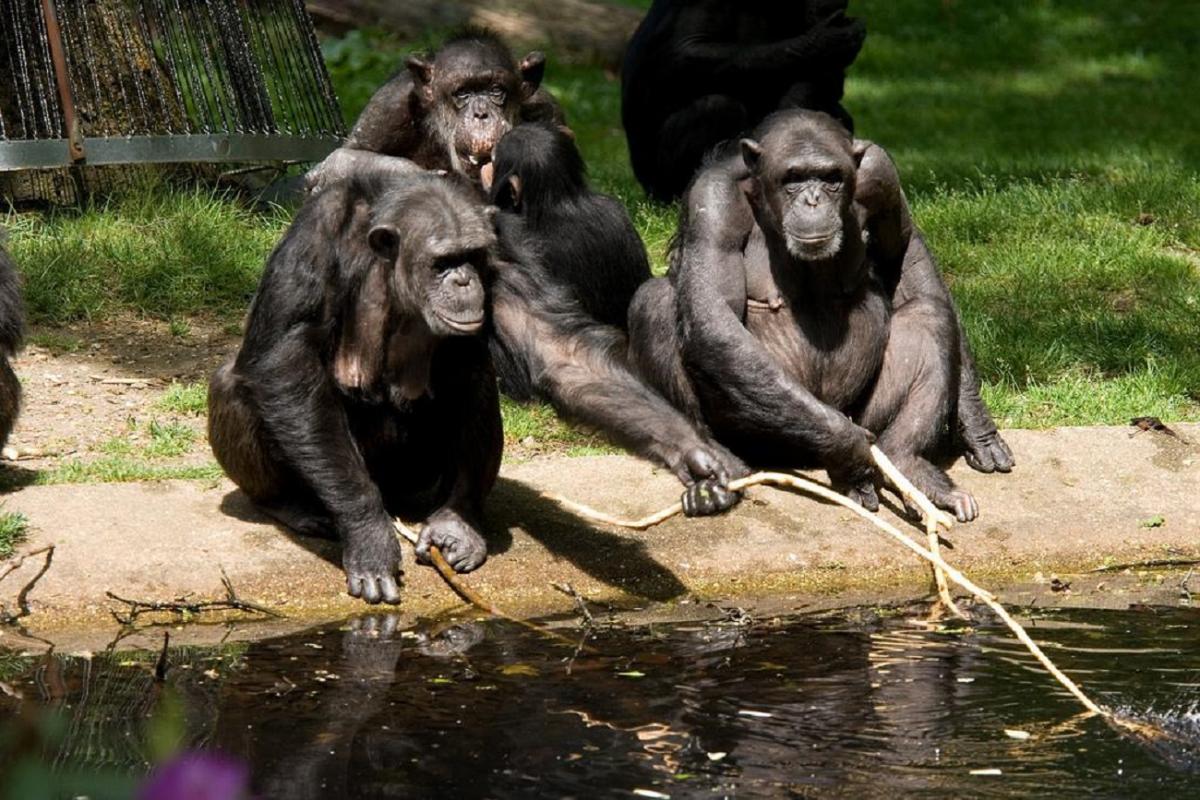 Шимпанзе научились лечить друг друга / фото flickr.com/photos/nailman