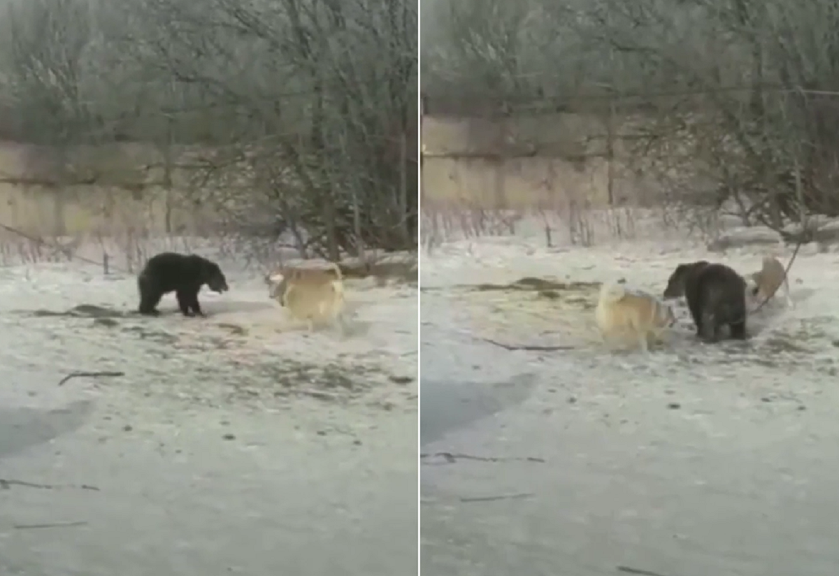 В ролике видно, как две собаки облаивают медвежонка и набрасываются на него / скриншот