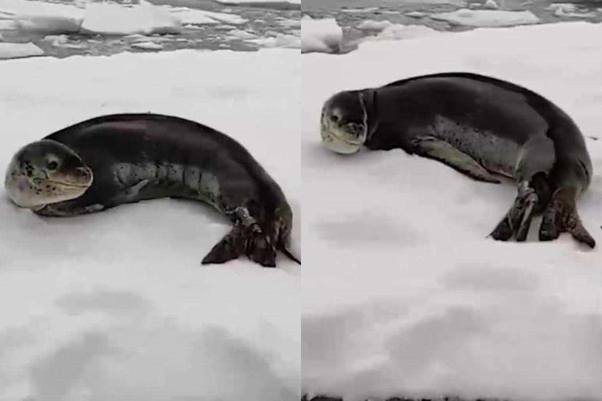 Полярники встретили хищника во время морского выезда / коллаж Полярники встретили хищника во время морского выезда / коллаж
