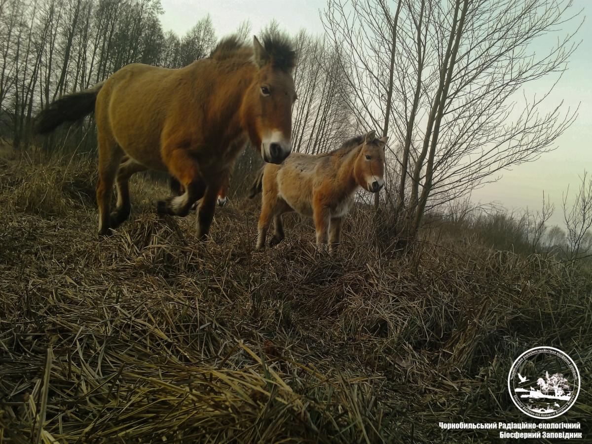 Коні Пржевальського в Чорнобильській зоні / фото www.facebook.com/zapovidnyk2018 Коні Пржевальського в Чорнобильській зоні / фото www.facebook.com/zapovidnyk2018