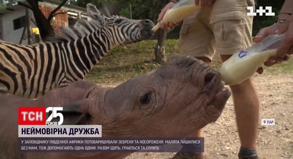 На следующей странице представлены фотографии муравьеда зебры колибри и носорога