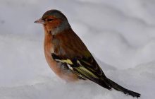 У Чорнобильському заповіднику в розпал зими помітили маленьку співочу пташку
