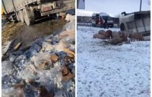"Фуропад" в Украине: на Львовщине трассу залило водкой, а на Тернопольщине - выпали свиньи