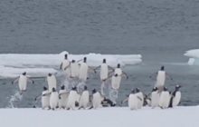 "Маленькие прыгунки": украинские полярники показали забавное видео с пингвинами