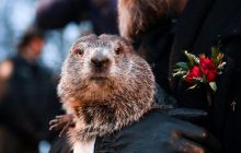 Самые известные канадские сурки-"метеорологи" дали противоречивые прогнозы (фоторепортаж)