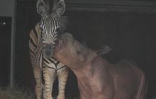 Дружба двух сирот: в Южной Африке детеныши зебры и носорога стали друзьями (видео)